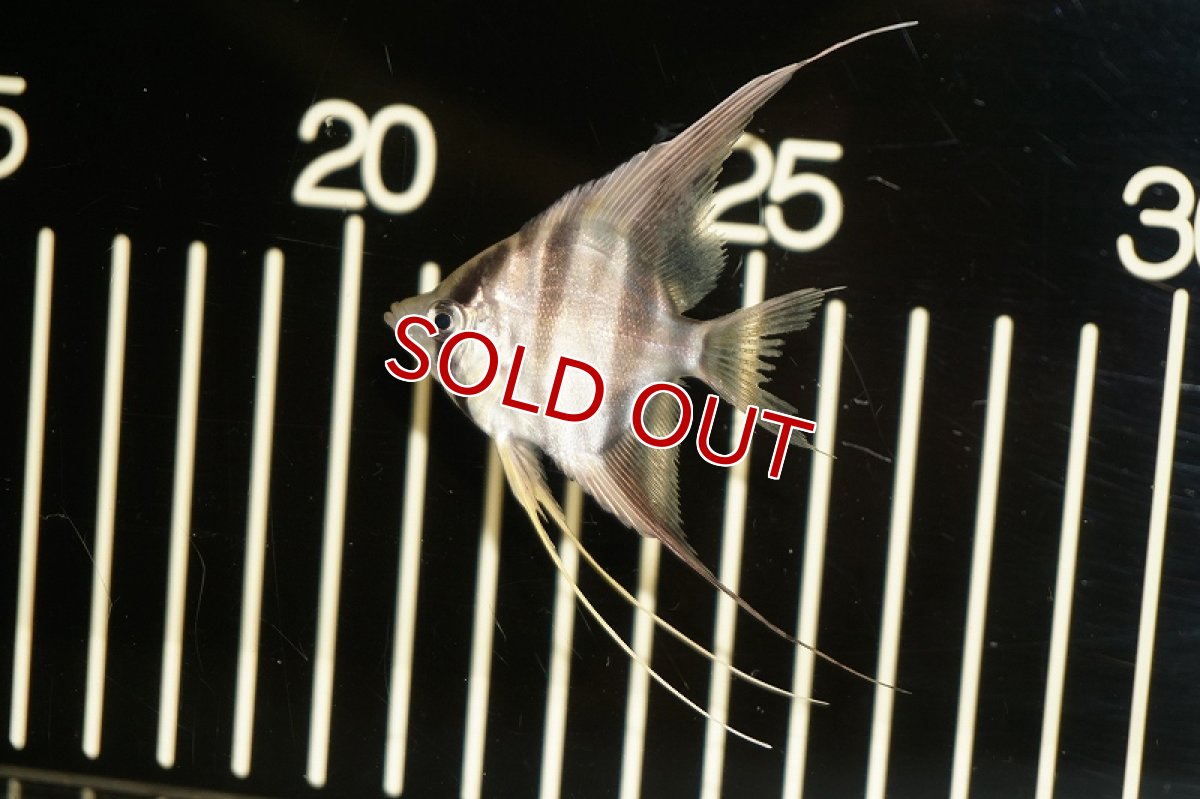 画像2: 【淡水魚】【通販】アルタムエンゼル コロンビア産【10匹】(±4.5-5.0cm)(エンゼルフィッシュ)(生体)トリートメント済、状態良好 (2)