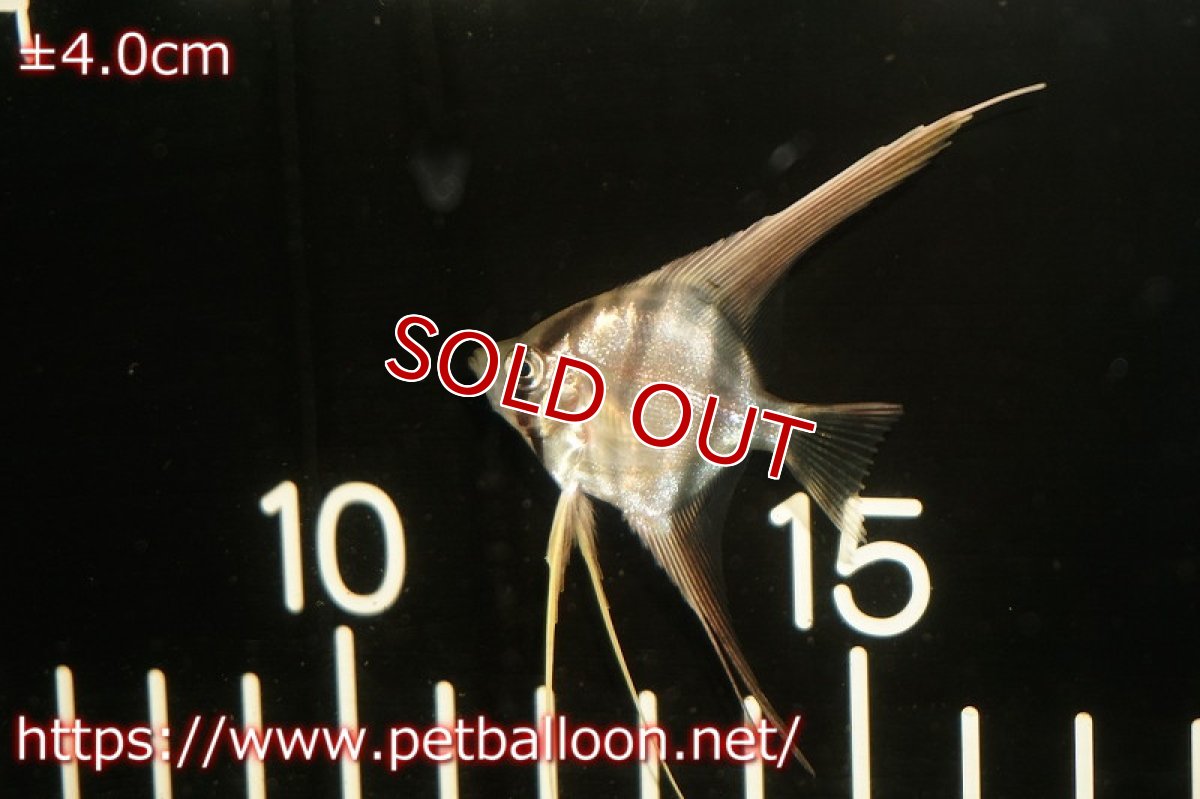 画像2: 【淡水魚】【通販】アルタムエンゼル　コロンビア産【１匹】(3.5cm)(エンゼルフィッシュ)(生体)トリートメント済み、状態良好 (2)