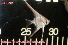 画像1: 【淡水魚】【通販】アルタムエンゼル　コロンビア産【3匹】(4cm)(特価品)(エンゼルフィッシュ)(生体)トリートメント済み、状態良好 (1)