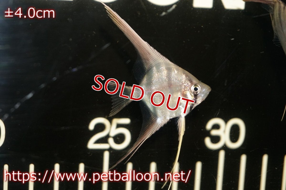 画像1: 【淡水魚】【通販】アルタムエンゼル　コロンビア産【5匹】(3.5cm)(エンゼルフィッシュ)(生体)トリートメント済み、状態良好 (1)