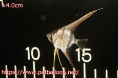 画像2: 【淡水魚】【通販】アルタムエンゼル　コロンビア産【10匹】(3.5cm)(エンゼルフィッシュ)(生体)トリートメント済み、状態良好 (2)