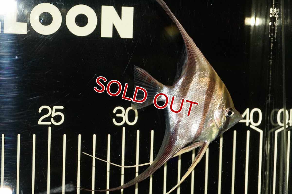 画像2: 【最終大特価】【淡水魚】【通販】ワイルドアルタムエンゼル コロンビア産8-8.5?（1匹）（生体）【エンゼルフィッシュ】（熱帯魚） (2)