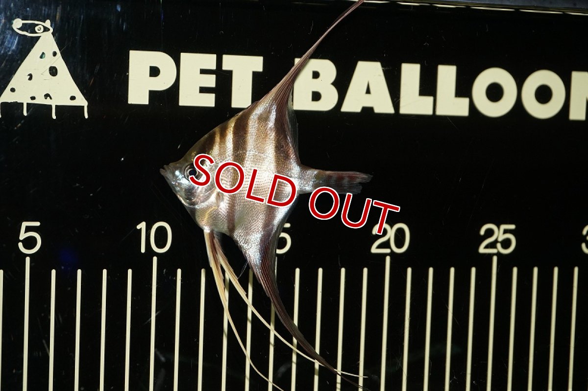 画像4: 【最終大特価】【淡水魚】【通販】ワイルドアルタムエンゼル コロンビア産8-8.5?(3匹)(生体)【エンゼルフィッシュ】(熱帯魚) (4)