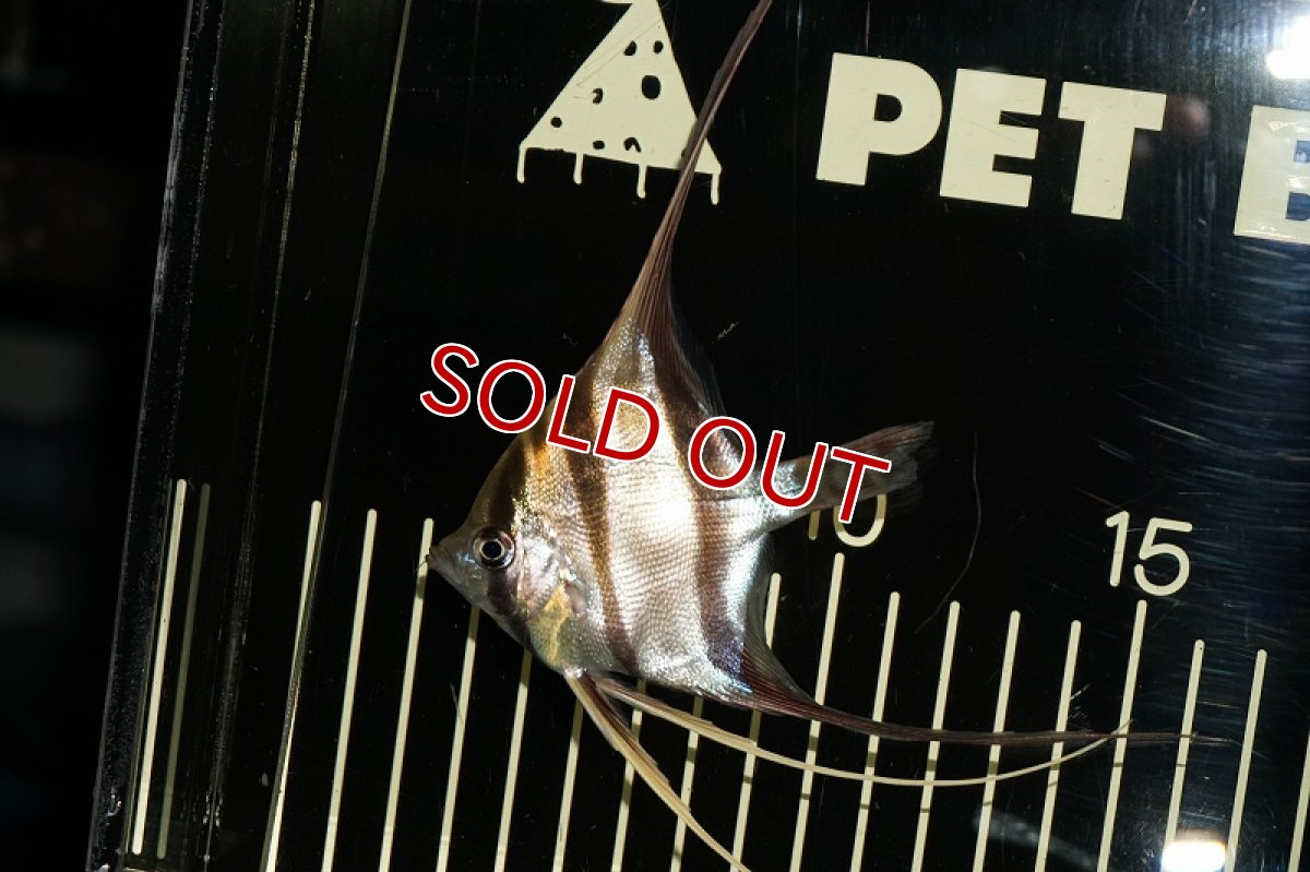 画像3: 【最終大特価】【淡水魚】【通販】ワイルドアルタムエンゼル コロンビア産8-8.5?(5匹)(生体)【エンゼルフィッシュ】(熱帯魚) (3)