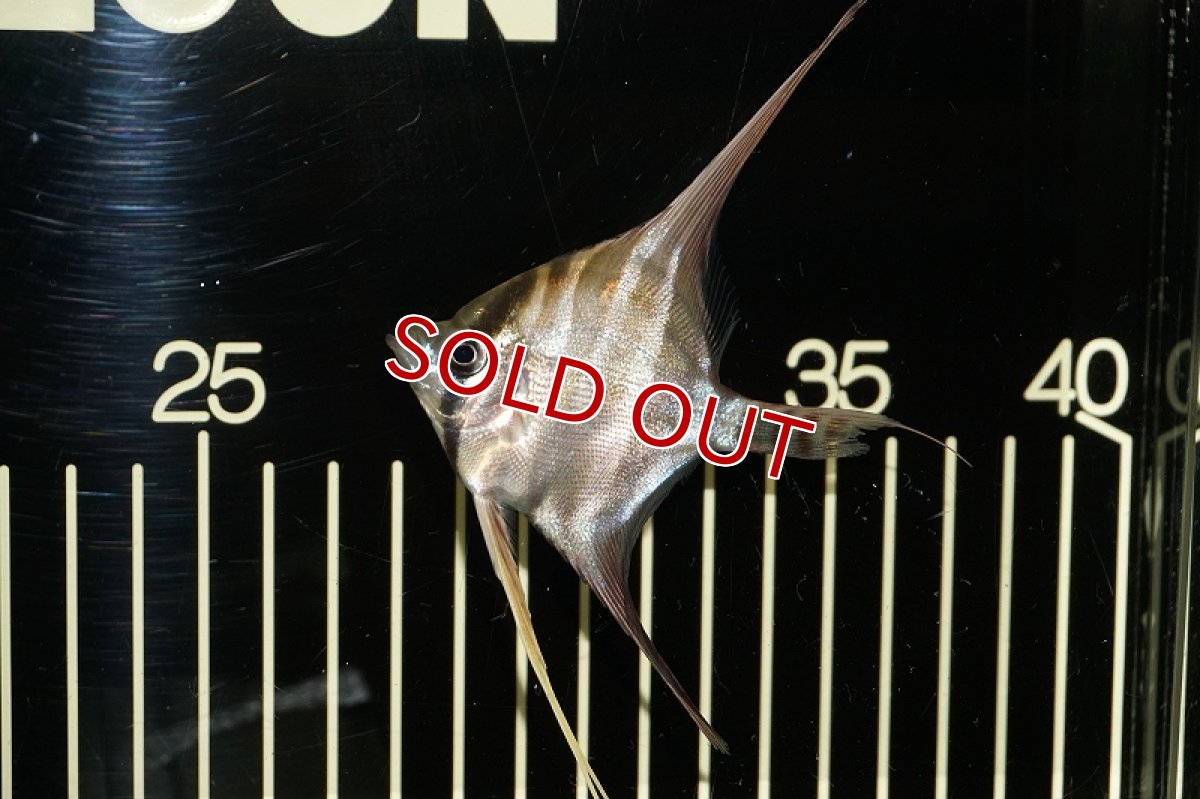 画像2: 【淡水魚】【通販】ワイルドアルタムエンゼル コロンビア産(3匹)6-6.5cm(生体)【エンゼルフィッシュ】(熱帯魚) (2)