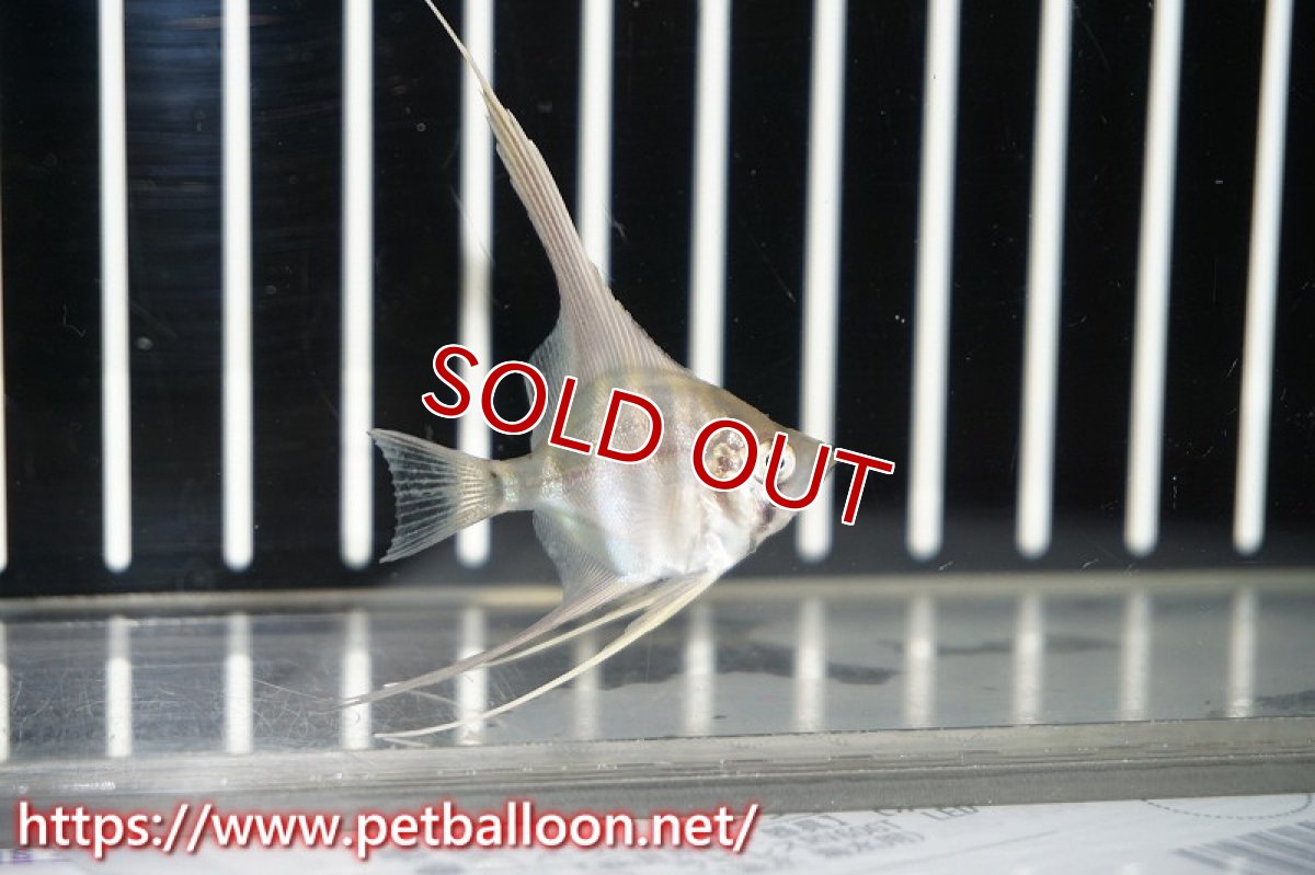 画像2: 【淡水魚】【通販】アルタムエンゼル コロンビア産【1匹】(±2.5-3.0cm)(エンゼルフィッシュ)(生体) (2)