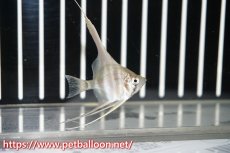 画像2: 【淡水魚】【通販】アルタムエンゼル コロンビア産【５匹】(±2.5-3.0cm)(エンゼルフィッシュ)(生体) (2)