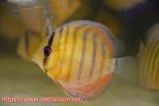 画像1: 【ワイルドディスカス】【通販】アッパーテフェグリーン1匹【サンプル画像】8-9ｃｍ（生体）アッパーテフェ産 (1)