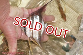 アルタムエンゼル アタパボワイルド 3匹セット約5.5～6センチ