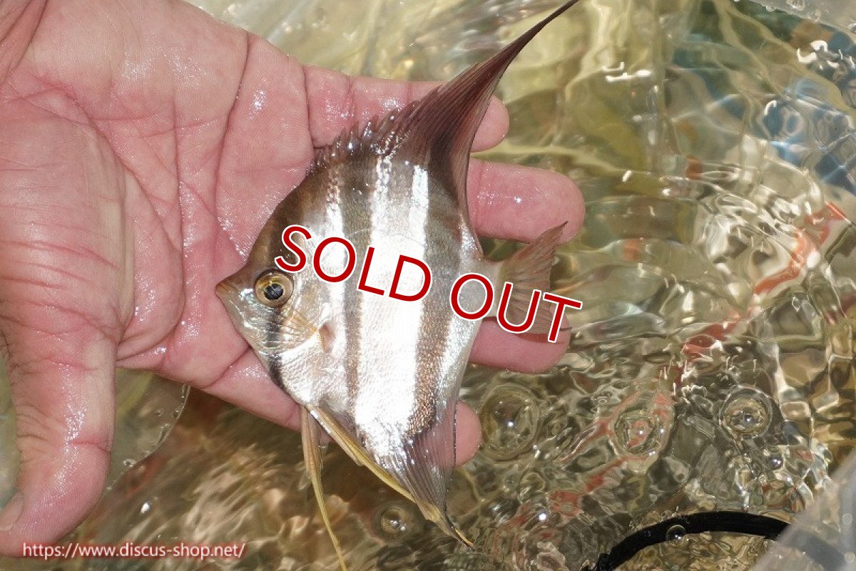 画像3: 【ワイルドディスカス】【通販】ブラジル サンガブリエル レッドスポットアルタムエンゼル 1匹【サンプル画像販売】10〜14cm(生体) (3)