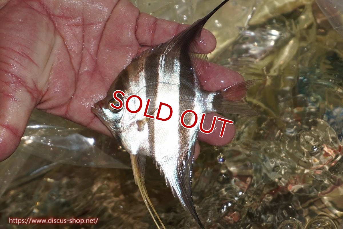 画像4: 【ワイルドディスカス】【通販】ブラジル サンガブリエル レッドスポットアルタムエンゼル 1匹【サンプル画像販売】10〜14cm(生体) (4)