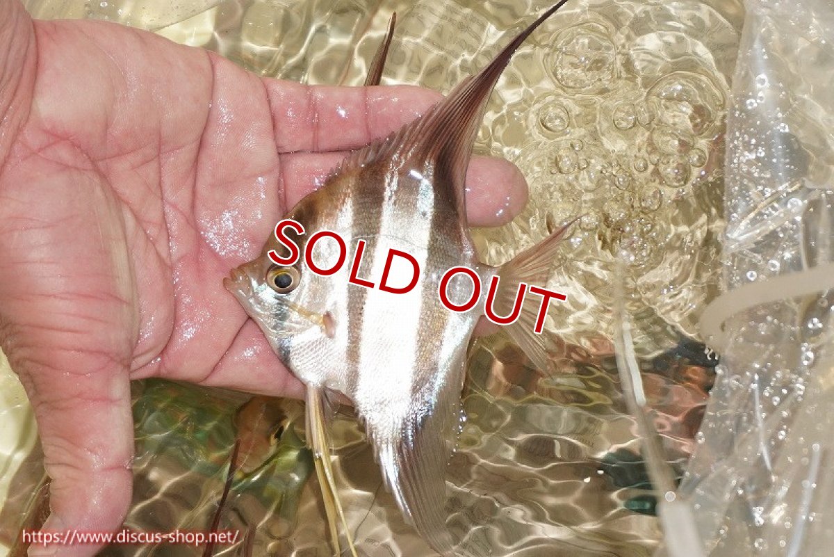 画像2: 【ワイルドディスカス】【通販】ブラジル サンガブリエル レッドスポットアルタムエンゼル 5匹【サンプル画像販売】10〜14cm(生体) (2)