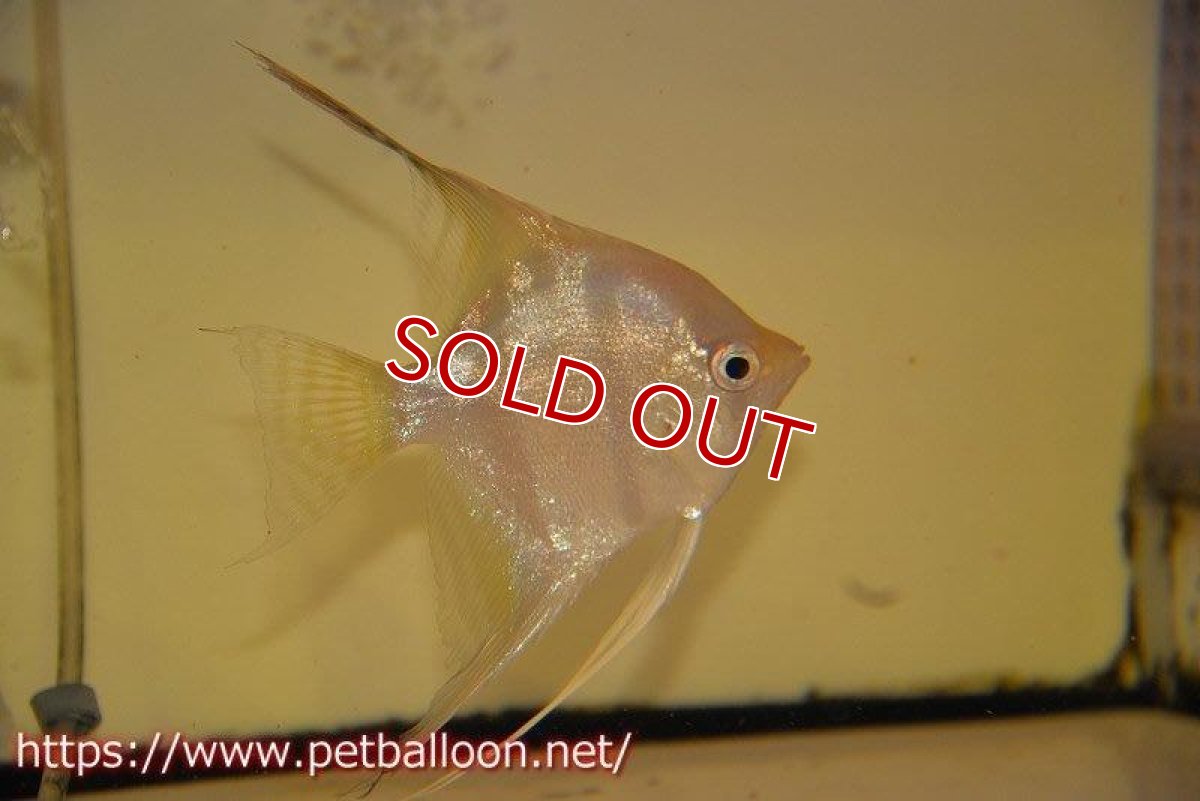 画像2: 【アルタムエンゼル】サンタイザベル レッドショルダー エンゼル【1匹】【サンプル画像】(生体) (2)