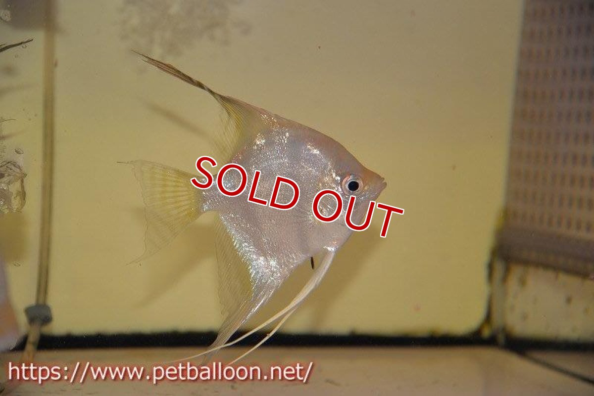 画像4: 【アルタムエンゼル】サンタイザベル レッドショルダー エンゼル【1匹】【サンプル画像】(生体) (4)