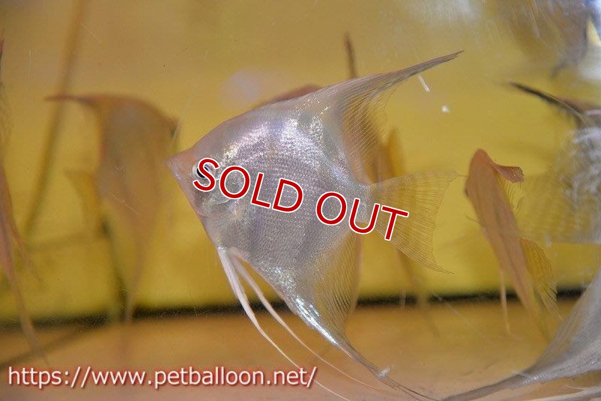 画像5: 【アルタムエンゼル】サンタイザベル レッドショルダー エンゼル【1匹】【サンプル画像】(生体) (5)