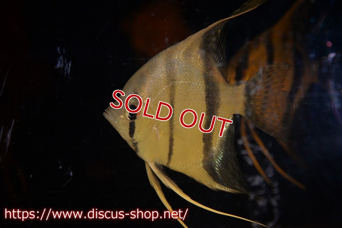 画像7: 【アルタムエンゼル】サンタイザベル レッドショルダー エンゼル【1匹】【サンプル画像】(生体) (7)