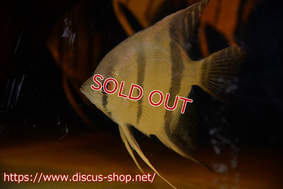 画像8: 【アルタムエンゼル】サンタイザベル レッドショルダー エンゼル【3匹】【サンプル画像】（生体） (8)