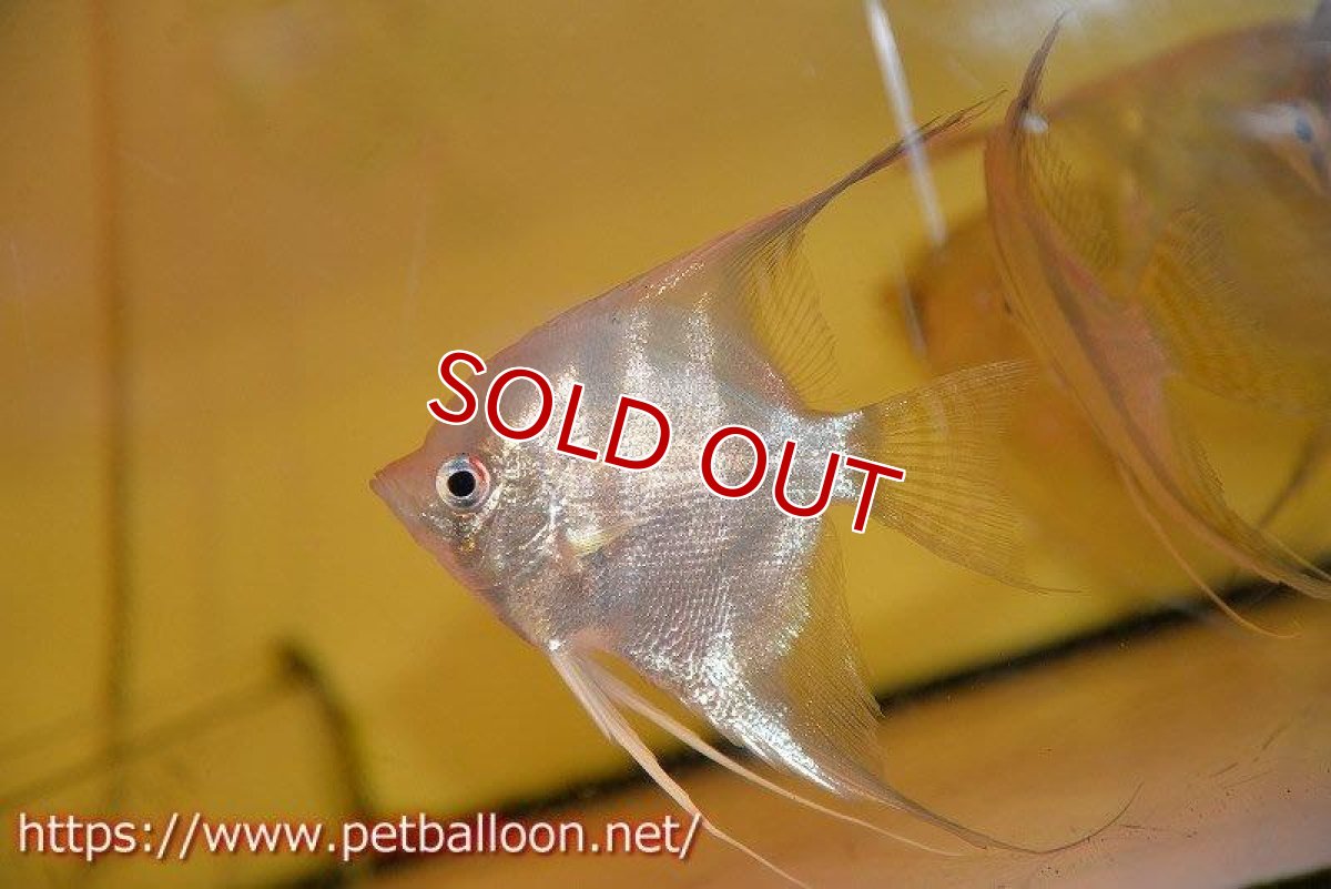 画像3: 【アルタムエンゼル】サンタイザベル レッドショルダー エンゼル【5匹】【サンプル画像】(生体) (3)