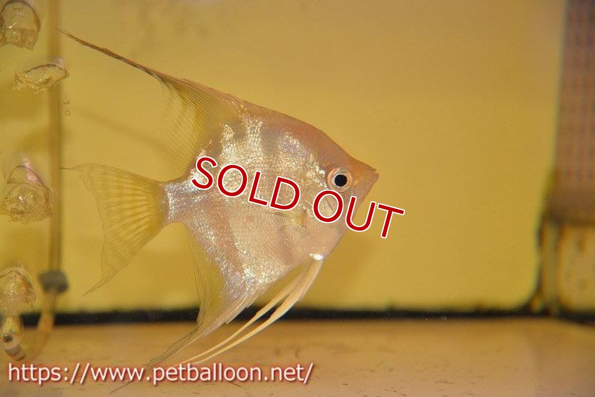 画像6: 【アルタムエンゼル】サンタイザベル レッドショルダー エンゼル【5匹】【サンプル画像】(生体) (6)