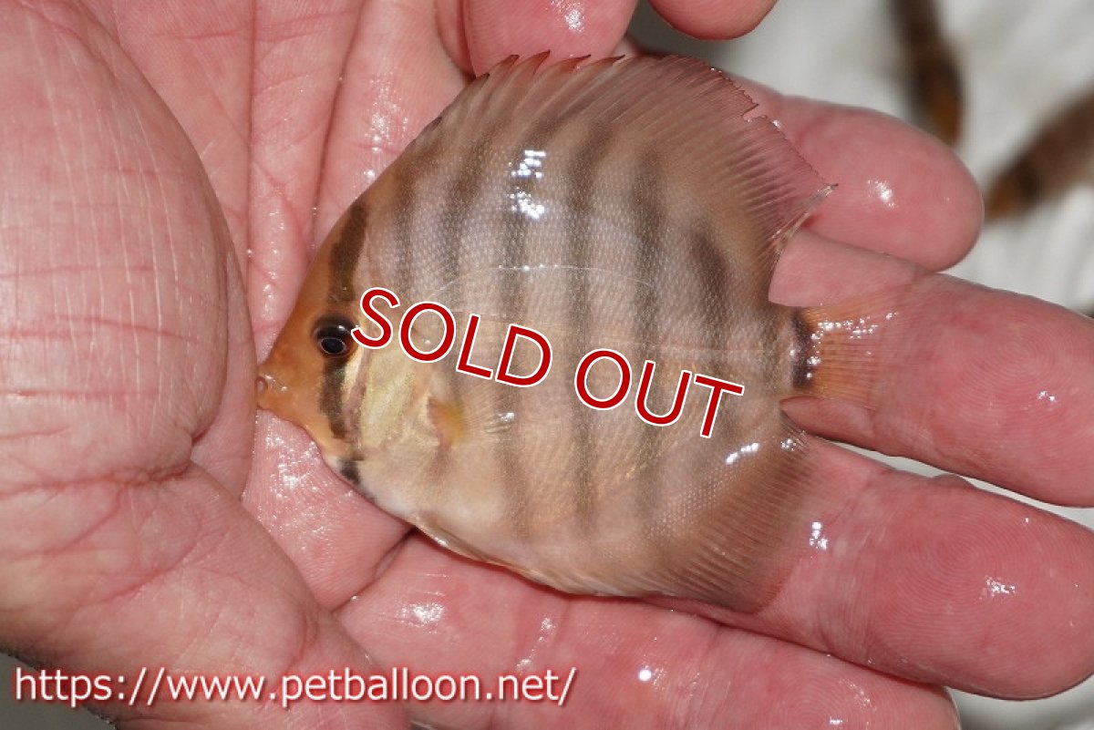 画像2: 【国産ブリード】アッパーテフェロイヤルグリーン(wild ♂)×ラーゴパラコニブラッドレッドF2(breed ♀)1匹【サンプル画像】5-6cm(生体)【籠谷氏ブリード個体) (2)