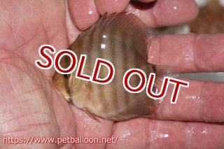 ワイルドクロス - ペットバルーンEX ワイルドディスカスネット通販専門店