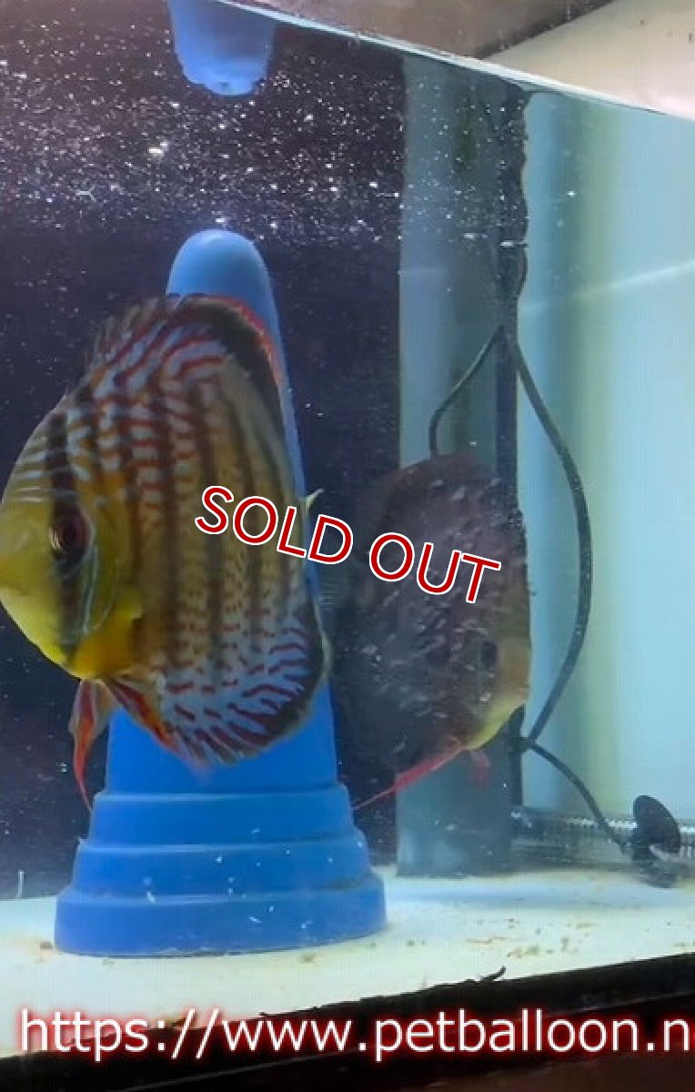 画像3: 【国産ブリード】アッパーテフェロイヤルグリーン(wild ♂)×ラーゴパラコニブラッドレッドF2(breed ♀)3匹【サンプル画像】5-6cm(生体)【籠谷氏ブリード個体) (3)