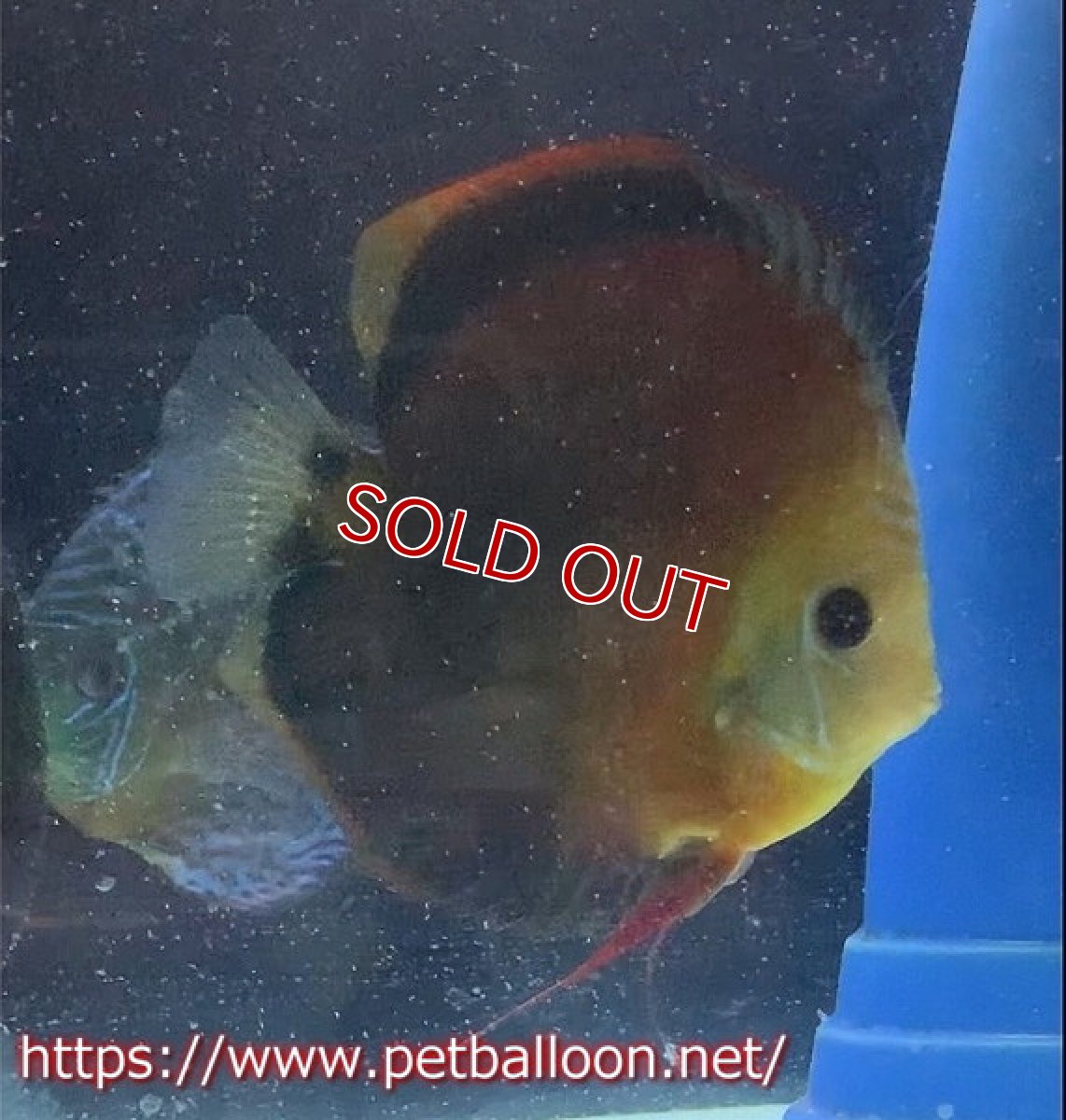 画像5: 【国産ブリード】アッパーテフェロイヤルグリーン(wild ♂)×ラーゴパラコニブラッドレッドF2(breed ♀)3匹【サンプル画像】5-6cm(生体)【籠谷氏ブリード個体) (5)