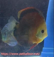 画像5: 【決算セール対象個体】【国産ブリード】アッパーテフェロイヤルグリーン(wild ♂)×ラーゴパラコニブラッドレッドF2(breed ♀)3匹【サンプル画像】5-6cm（生体）【籠谷氏ブリード個体） (5)