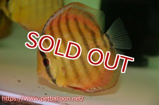 ワイルドクロス - ペットバルーンEX ワイルドディスカスネット通販専門店