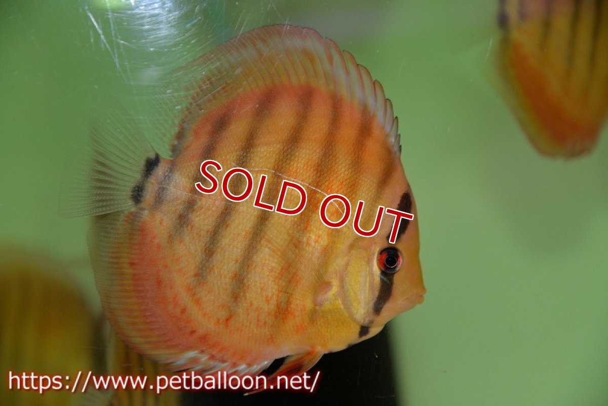 画像2: 【ワイルドディスカス】【通販】【激レア 生後半年前後】アッパーテフェロイヤルグリーン(wild ♂)×ラーゴパラコニブラッドレッドF2(breed ♀)1匹【サンプル画像】9-10cm(生体)【籠谷氏ブリード個体) (2)