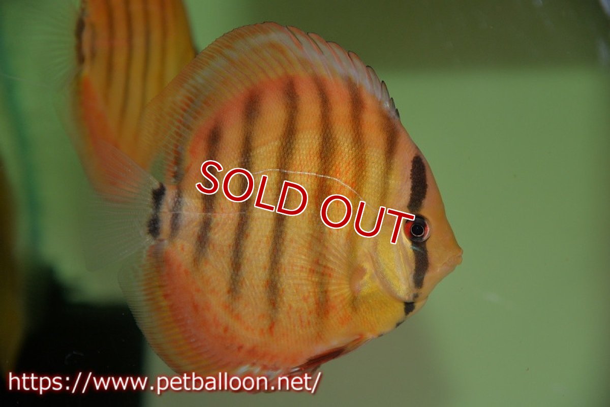 画像3: 【ワイルドディスカス】【通販】【激レア 生後半年前後】アッパーテフェロイヤルグリーン(wild ♂)×ラーゴパラコニブラッドレッドF2(breed ♀)1匹【サンプル画像】9-10cm(生体)【籠谷氏ブリード個体) (3)