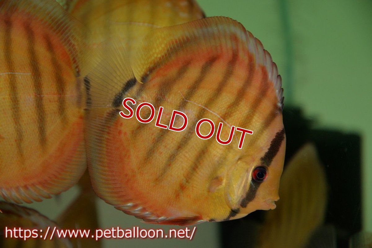 画像4: 【ワイルドディスカス】【通販】【激レア 生後半年前後】アッパーテフェロイヤルグリーン(wild ♂)×ラーゴパラコニブラッドレッドF2(breed ♀)1匹【サンプル画像】9-10cm(生体)【籠谷氏ブリード個体) (4)