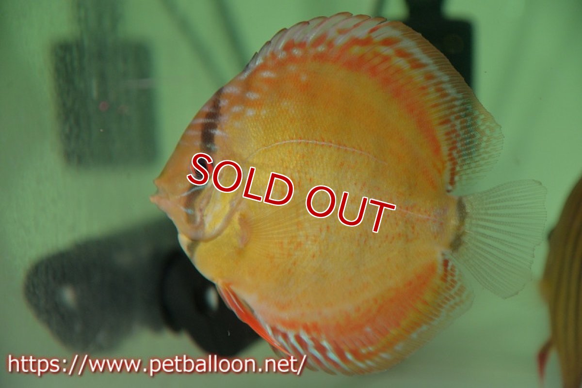 画像5: 【ワイルドディスカス】【通販】【激レア 生後半年前後】アッパーテフェロイヤルグリーン(wild ♂)×ラーゴパラコニブラッドレッドF2(breed ♀)1匹【サンプル画像】9-10cm(生体)【籠谷氏ブリード個体) (5)