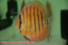 画像6: 【10％OFFクーポン対象個体】【ワイルドディスカス】【通販】【激レア　生後半年前後】アッパーテフェロイヤルグリーン(wild ♂)×ラーゴパラコニブラッドレッドF2(breed ♀)1匹【サンプル画像】9-10ｃｍ（生体）【籠谷氏ブリード個体） (6)