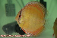 画像5: 【10％OFFクーポン対象個体】【ワイルドディスカス】【通販】【激レア　生後半年前後】アッパーテフェロイヤルグリーン(wild ♂)×ラーゴパラコニブラッドレッドF2(breed ♀)2匹【サンプル画像】9-10ｃｍ（生体）【籠谷氏ブリード個体） (5)
