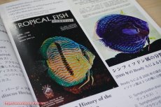 画像4: 【飼育用品・器具】【書籍】Wild Discus（ワイルドディスカス）  著者　LO WING YAT SUNNY （ワイルドディスカス洋書） (4)