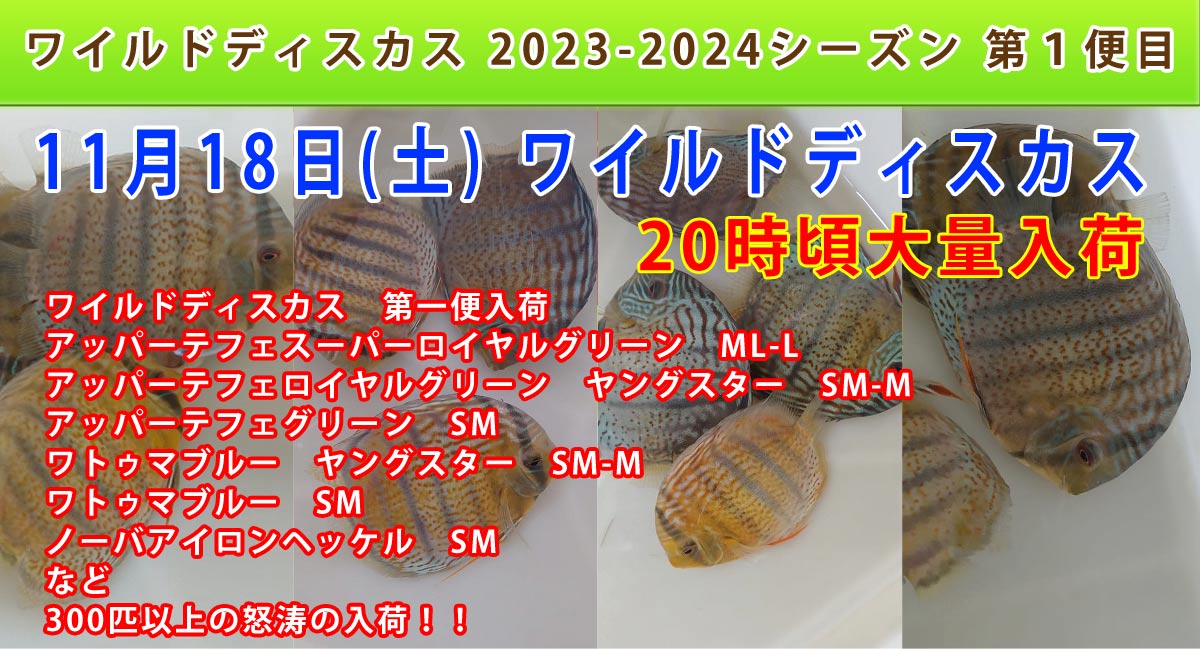 飼育用品・器具】【水槽】【オーバーフロー】(お取り寄せ商品)オアシス