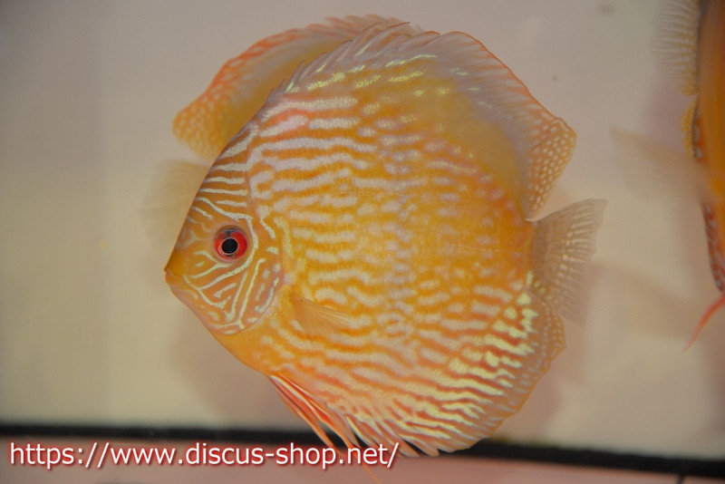 ワイルドディスカス　トロンベタス　ペアー ワイルドディスカス トロンベタス ペアー