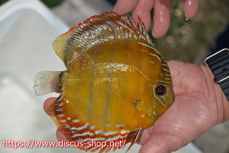 ワイルドディスカス ペア