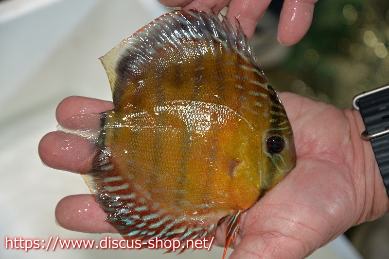 ワイルドディスカス トロンベタス ペアー