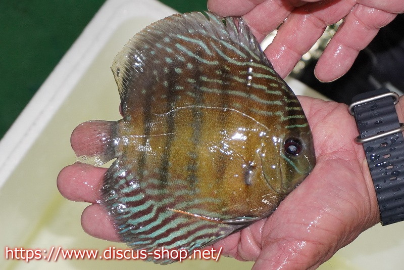 ディスカス ワイルドクロス イナヌ産