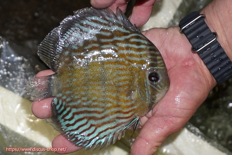 ディスカス ワイルドクロス イナヌ産