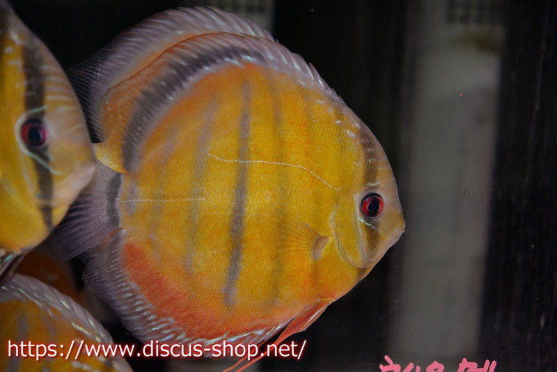 ワイルドディスカス4匹