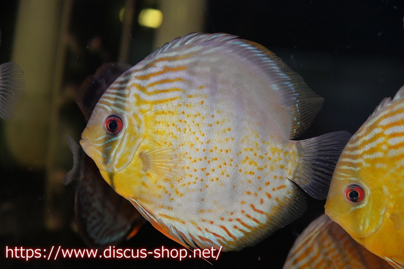 テフェロイヤル ♂16㎝