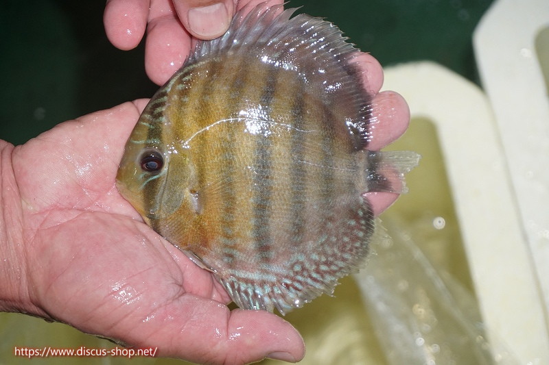 セール対象商品 ワイルドディスカス ラーゴ バタタ ファイヤームーン 個体販売 13cm 生体 バタタ産 ペットバルーンex ワイルドディスカスネット通販専門店