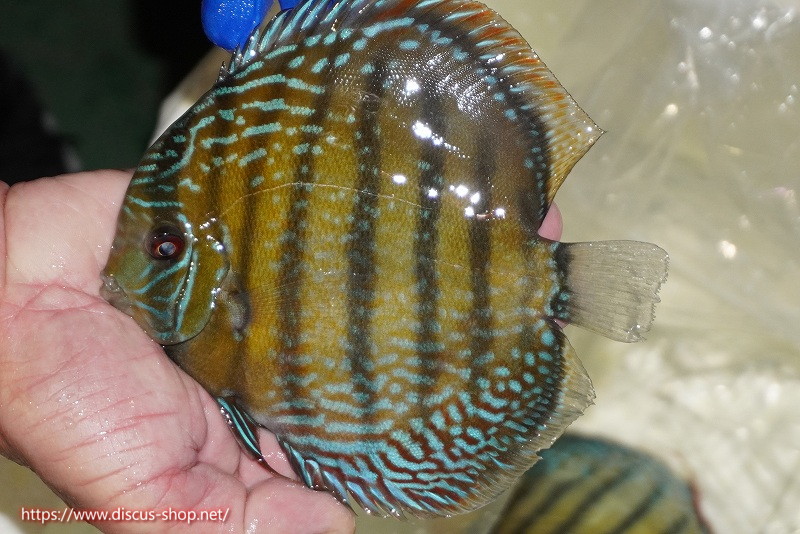 画像1: 【ワイルドディスカス】【通販】【未開の新産地個体】ラーゴサポ ミドルパールロイヤル【個体販売】15-16cm(生体)(生体)ラーゴサポ産 (1)