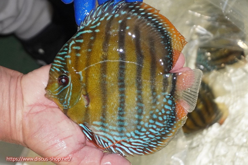画像1: 【ワイルドディスカス】【通販】【未開の新産地個体】ラーゴサポ ミドルパールロイヤル【個体販売】15-16cm(生体)(生体)ラーゴサポ産 (1)