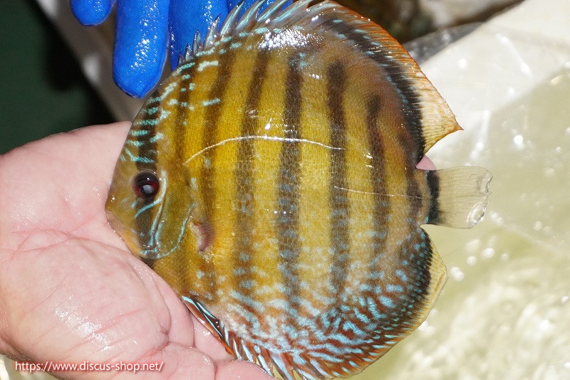画像1: 【ワイルドディスカス】【通販】【未開の新産地個体】ラーゴサポ ミドルパールロイヤル【個体販売】15-16cm(生体)(生体)ラーゴサポ産 (1)