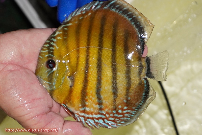 画像1: 【ワイルドディスカス】【通販】【未開の新産地個体】ラーゴサポ スーパークリムゾンレッド【個体販売】15-16cm(生体)(生体)ラーゴサポ産 (1)