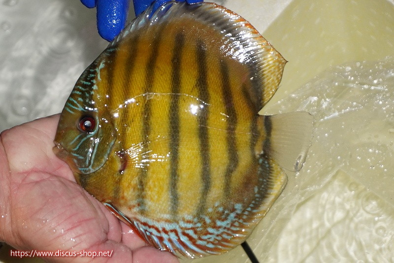画像1: 【ワイルドディスカス】【通販】【未開の新産地個体】ラーゴサポ クリムゾンレッド【個体販売】15-16cm(生体)(生体)ラーゴサポ産 (1)